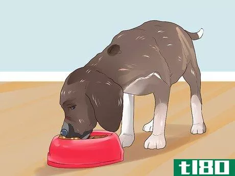 Image titled Dine Out with Your Dog Step 5