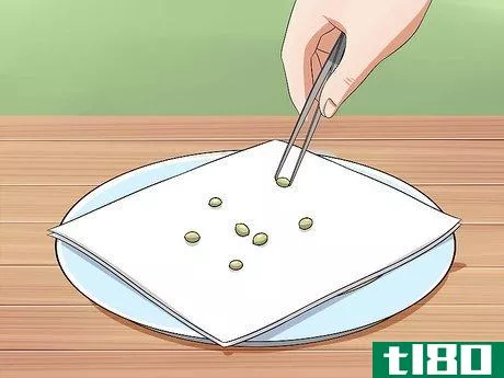 Image titled Germinate Cannabis Seeds Step 16