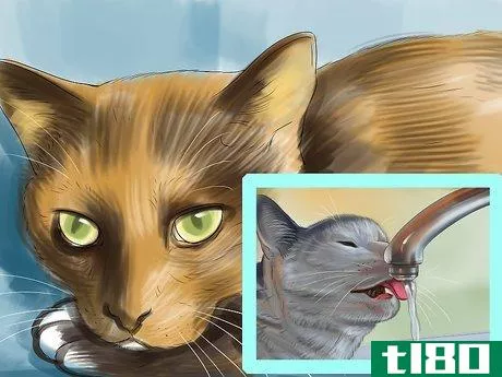 Image titled Diagnose Feline Hepatic Lipidosis Step 9