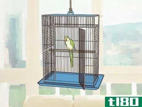 Image titled Entertain a Quaker Parrot Step 10