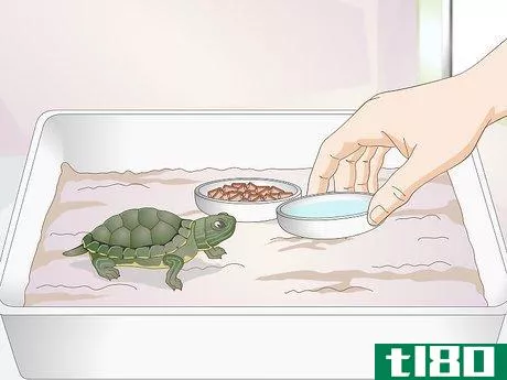 Image titled Feed a Baby Turtle Step 6