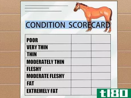 Image titled Do Condition Scoring for Horse Yearlings Step 5