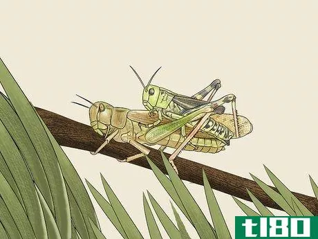 Image titled Determine the Sex of a Grasshopper Step 7