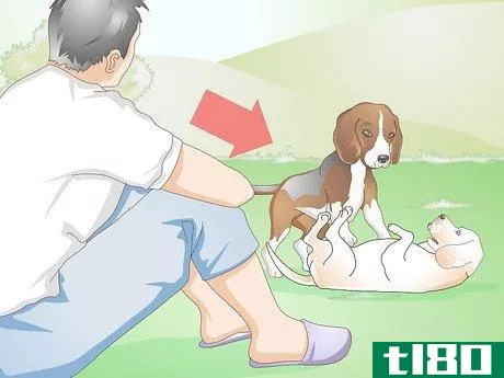 Image titled Diagnose Canine Corneal Ulcers Step 15
