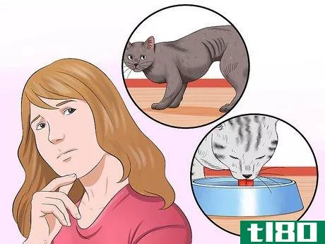 Image titled Diagnose High Thyroid Levels in a Cat Step 7