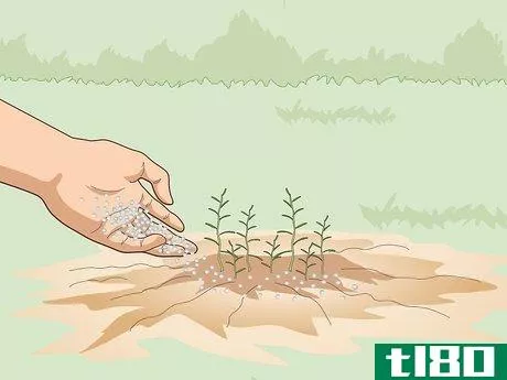 如何给草药施肥(fertilize herbs)