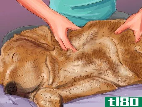 Image titled Get Canine Physical Therapy Step 5