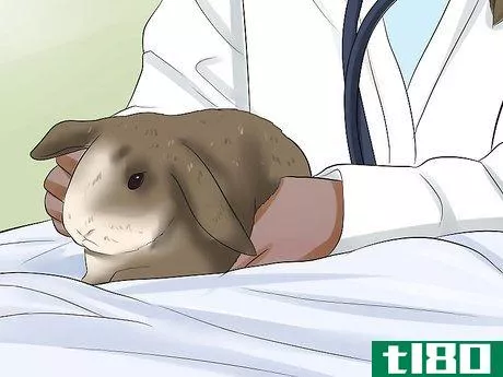Image titled Diagnose Snuffles (Pasteurella) in Rabbits Step 9