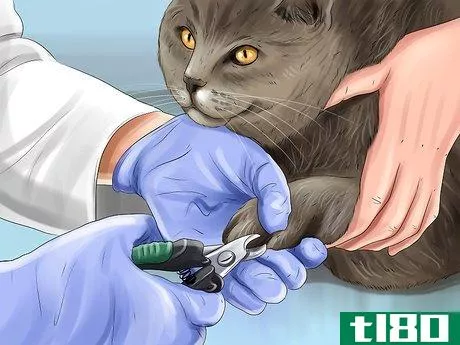 Image titled Diagnose and Treat the Cause of Deformed Cat Nails Step 9