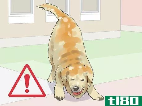 Image titled Gain Trust in an Aggressive Dog Step 15