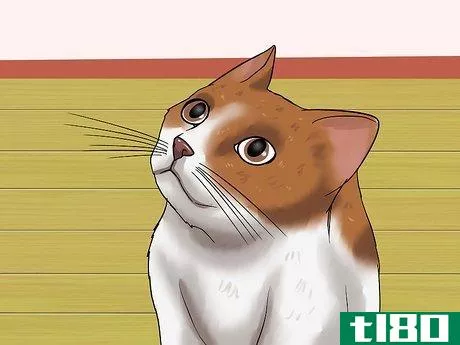 Image titled Diagnose Feline Glaucoma Step 4