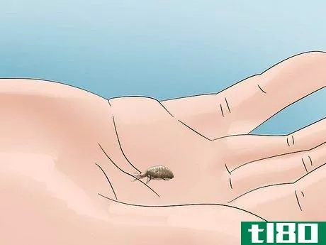 Image titled Find and Care For an Antlion Step 9