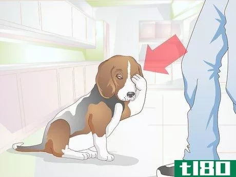 Image titled Diagnose Canine Corneal Ulcers Step 1