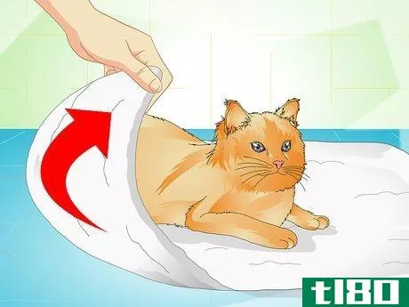 Image titled Deliver Ear Medication to Cats Step 7