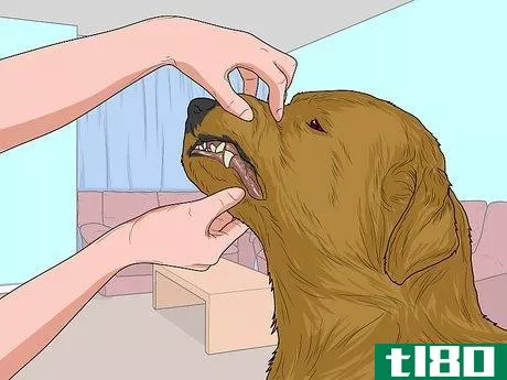 Image titled Feed a Sick Dog Step 15