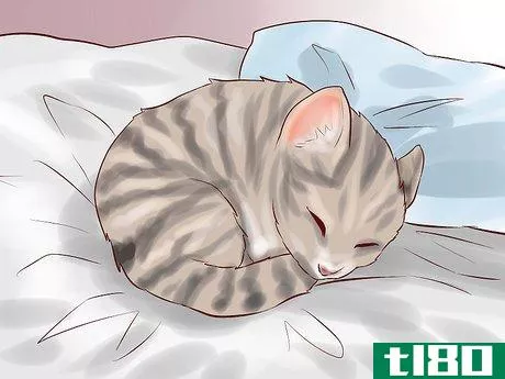 Image titled Feed a Newborn Kitten Step 15