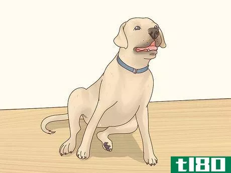 Image titled Diagnose Arthritis in Dogs Step 8