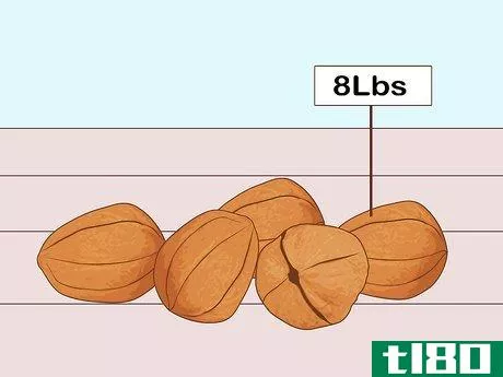如何从核桃中提取油(extract oil from walnuts)