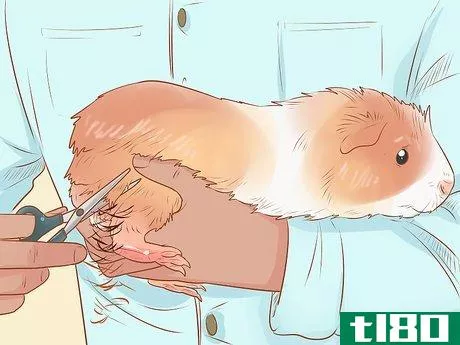 Image titled Diagnose and Treat Urinary Problems in Guinea Pigs Step 14