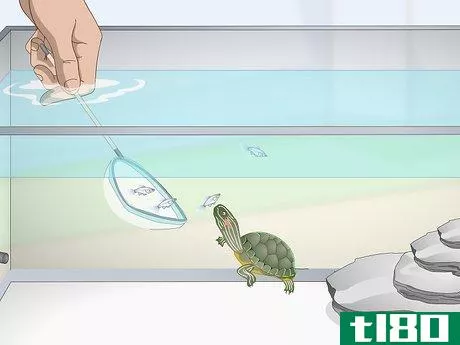 Image titled Feed a Red‐Eared Slider Turtle Step 4
