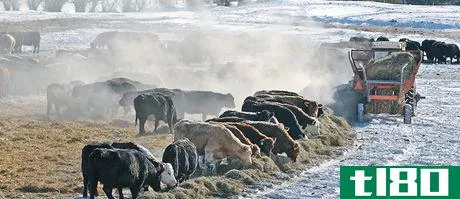 Image titled 88_4col_BAD270214_Feeding_Cattle_1 copy