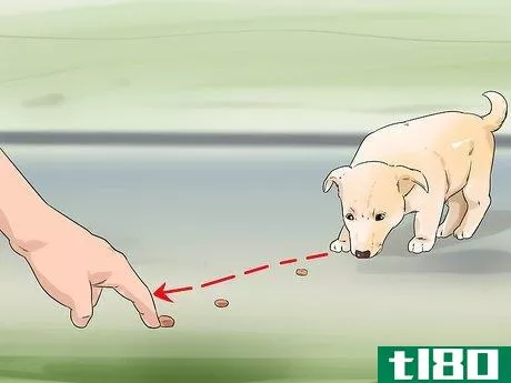 Image titled Exercise Your Puppy Step 3
