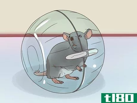 Image titled Exercise a Pet Rat Step 6