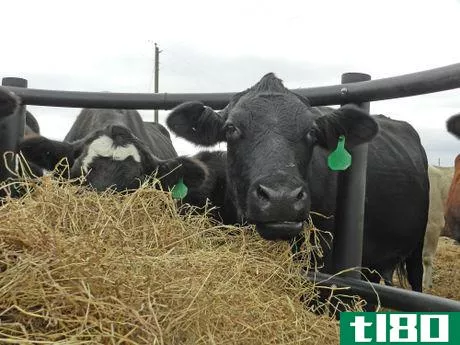 Image titled Cattle Hay_CLX