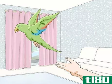 Image titled Feed an Eclectus Step 9