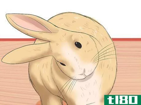 Image titled Diagnose Snuffles (Pasteurella) in Rabbits Step 4