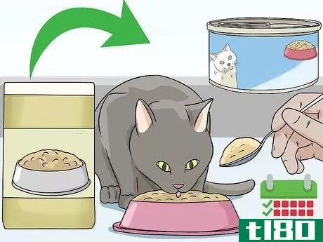 Image titled Feed a Diabetic Cat Step 7
