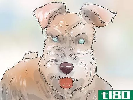 Image titled Diagnose Diabetes in Miniature Schnauzers Step 5