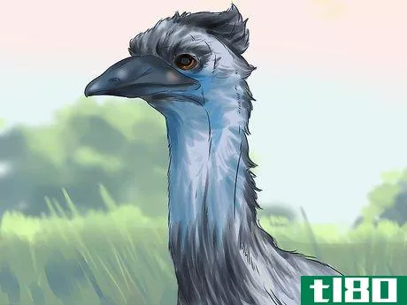 Image titled Diagnose Illness in an Emu Step 6