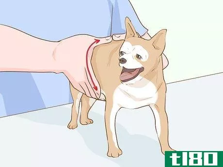 Image titled Determine if Your Dog Is Overweight Step 1