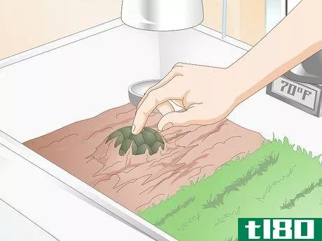 Image titled Feed Your Turtle if It is Refusing to Eat Step 4