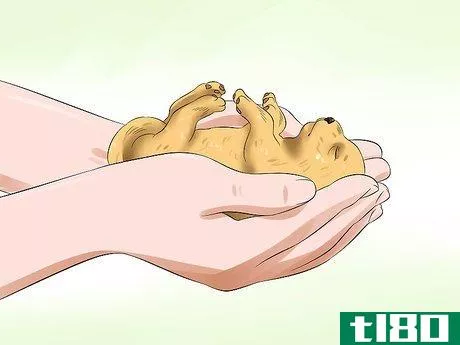 Image titled Determine the Sex of Puppies Step 2