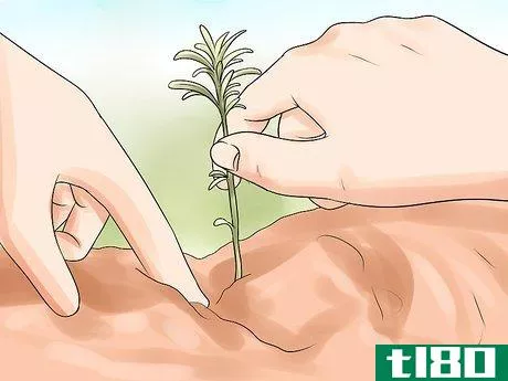 Image titled Divide a Lavender Plant Step 16