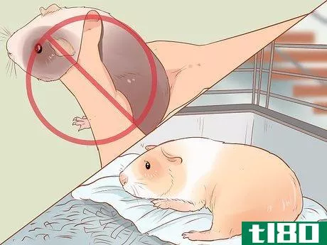 Image titled Diagnose and Treat Urinary Problems in Guinea Pigs Step 12