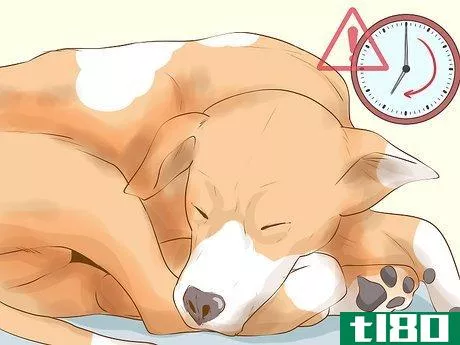 Image titled Determine if Your Dog Is Overweight Step 4