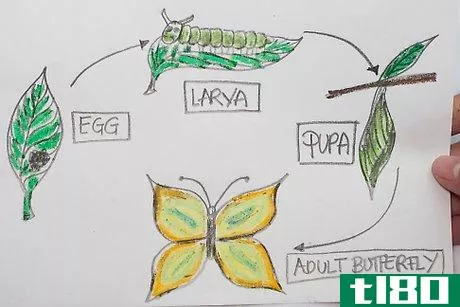 Image titled Make a Drawing That Shows Parts of a Butterfly's Life Cycle Step 5