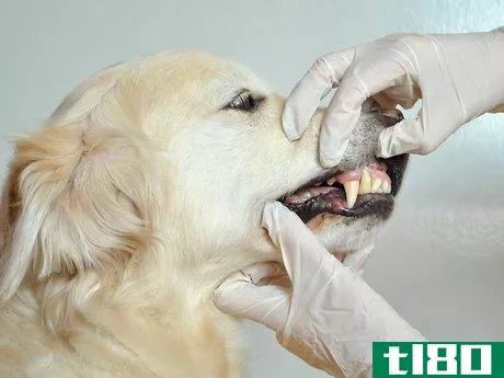 Image titled Diagnose Canine Periodontal Disease Step 7