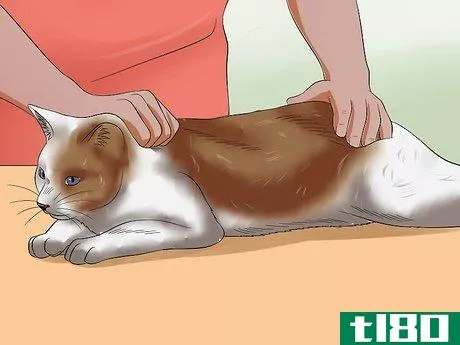 Image titled Express a Cat's Anal Glands Step 2
