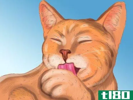 如何诊断猫的季节性过敏(diagnose seasonal allergies in cats)
