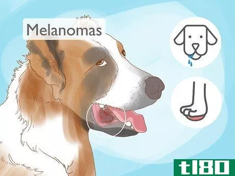 Image titled Detect Skin Cancer in Dogs Step 9
