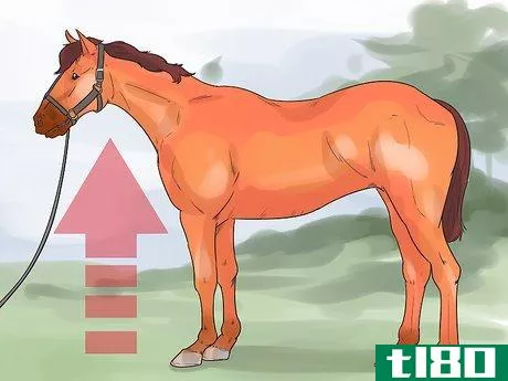Image titled Do Condition Scoring for Horse Yearlings Step 1