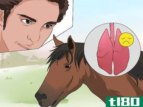 Image titled Diagnose Heaves in Horses Step 6