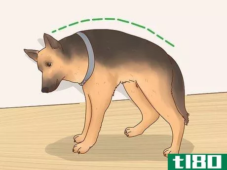 Image titled Diagnose Arthritis in Dogs Step 3