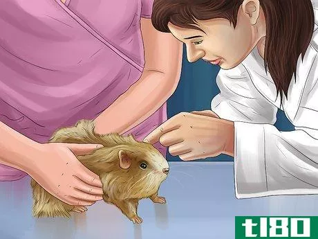Image titled Diagnose Hamster Respiratory Illnesses Step 11