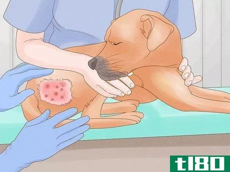 Image titled Diagnose and Treat Your Dog's Itchy Skin Problems Step 21