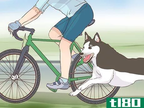 Image titled Exercise With Your Dog Step 15
